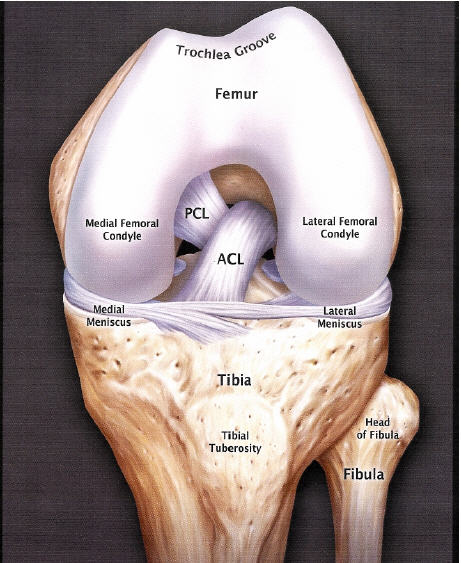 Изображение - Реконструкция пкс коленного сустава ACL-R_ANATOMY