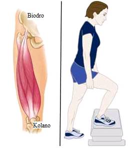 artroza stawu biodrowego ćwiczenia