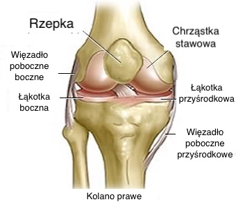 Budowa kolana człowieka